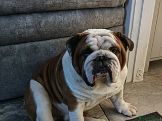 English Bulldog dogs in Brighouse - Advert 30