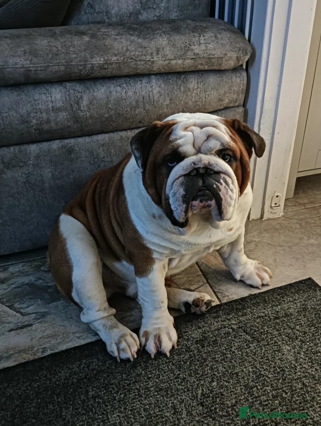 English Bulldog dogs for stud: For Stud: George (red/white) PROVEN in Brighouse - Advert 6