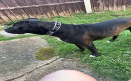 Mixed Breed dogs for sale: 2 year old female cane corso cross boxer - Image 2