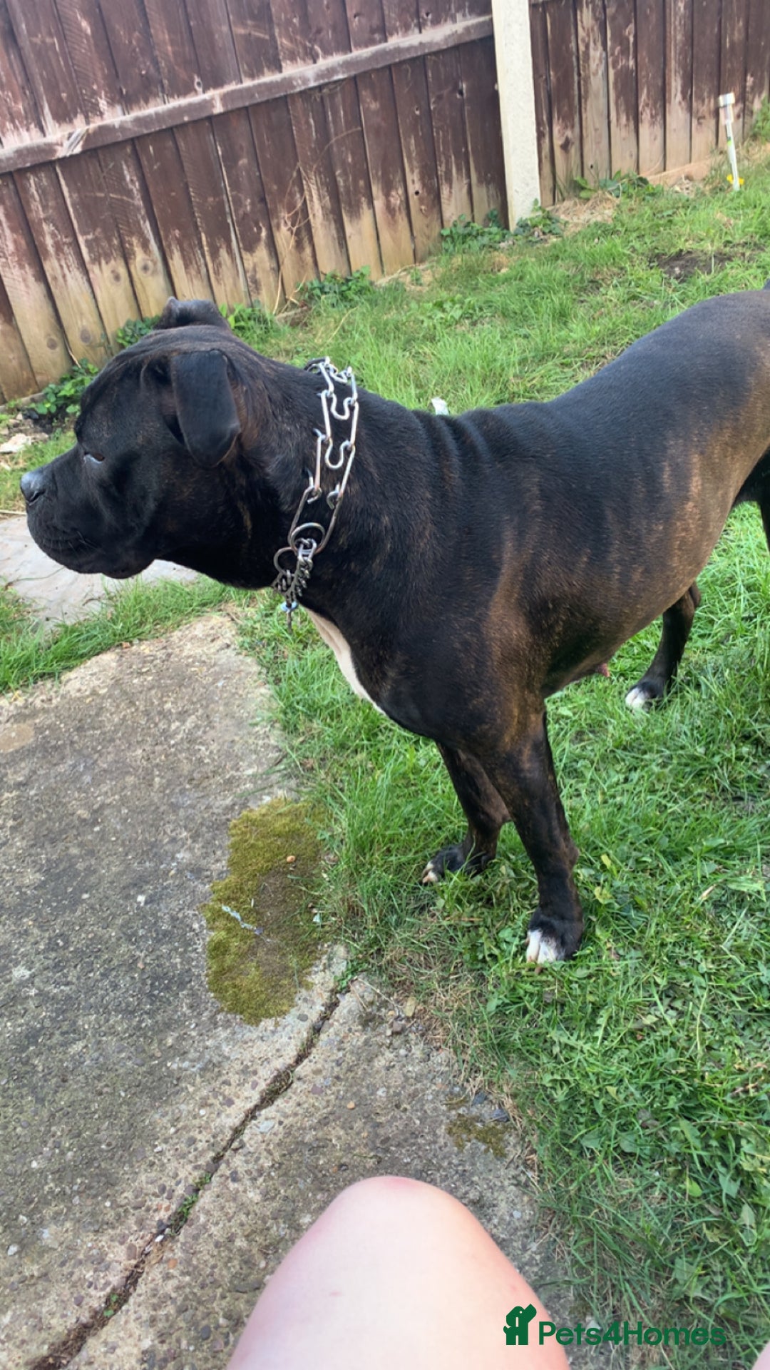 Mixed Breed dogs for sale: 2 year old female cane corso cross boxer - Image 2