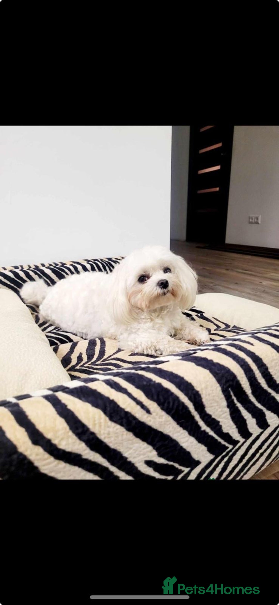 Maltipoo dogs for sale: Gorgeous 3 month old Maltipoo boy 🐶🥰 - Image 17