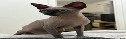 Sphynx cats for stud: TICA Registered Active, stunning Canadian Sphynx i - Advert 4