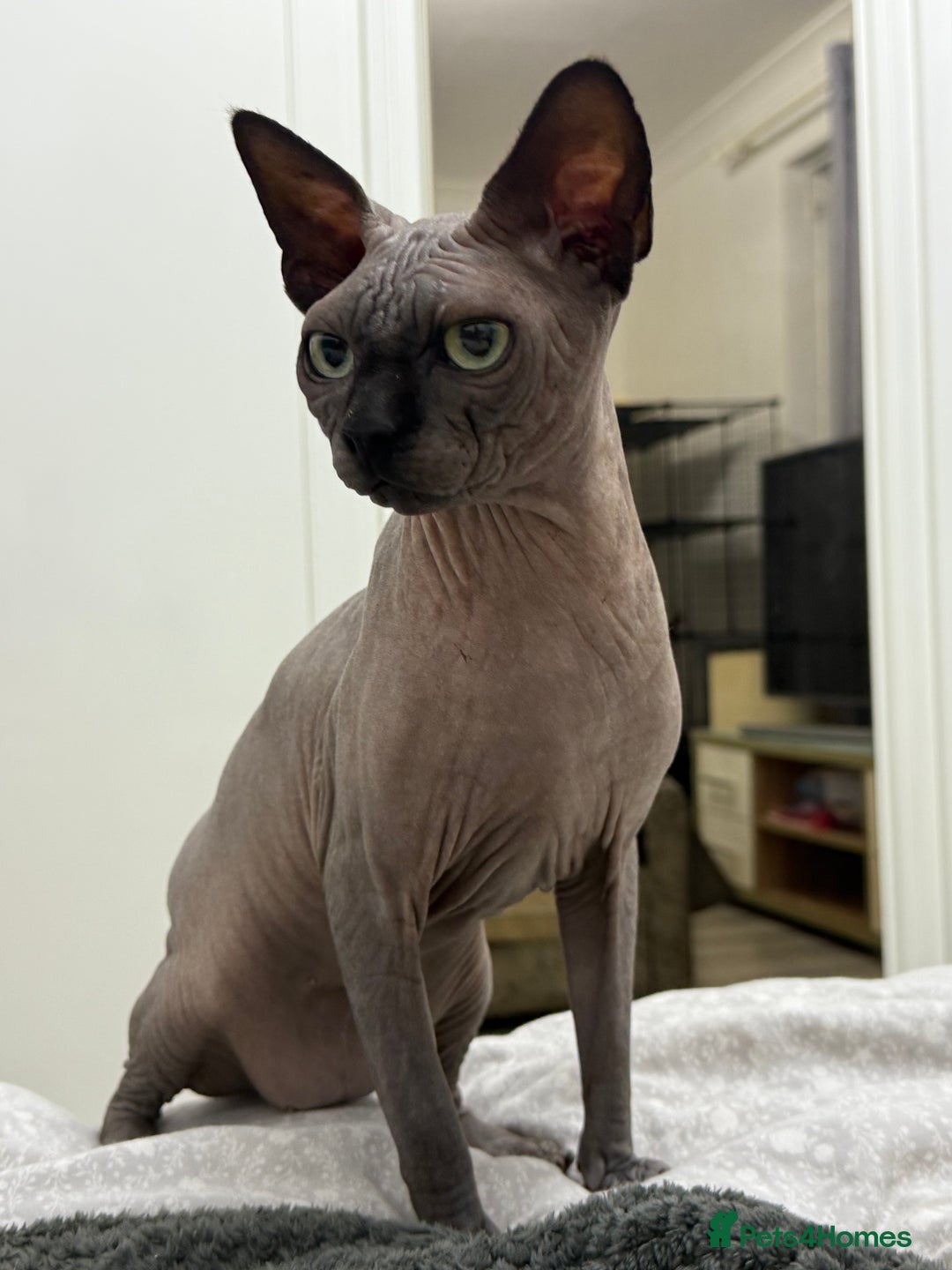 Sphynx cats for stud: TICA Registered Active, stunning Canadian Sphynx i - Advert 4