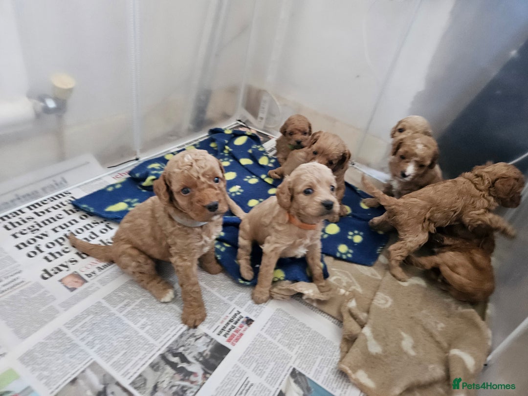 Cavapoo dogs for sale: Cavapoo Puppies  - Image 23