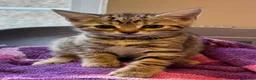 Savannah cats for sale: Stunning Savannah cross kittens, mum TICA reg - Advert 26
