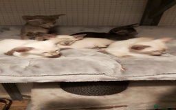 Oriental cats for sale: Full Pedigree Oriental 6 Kittens XL size ears GCCF - Image 2