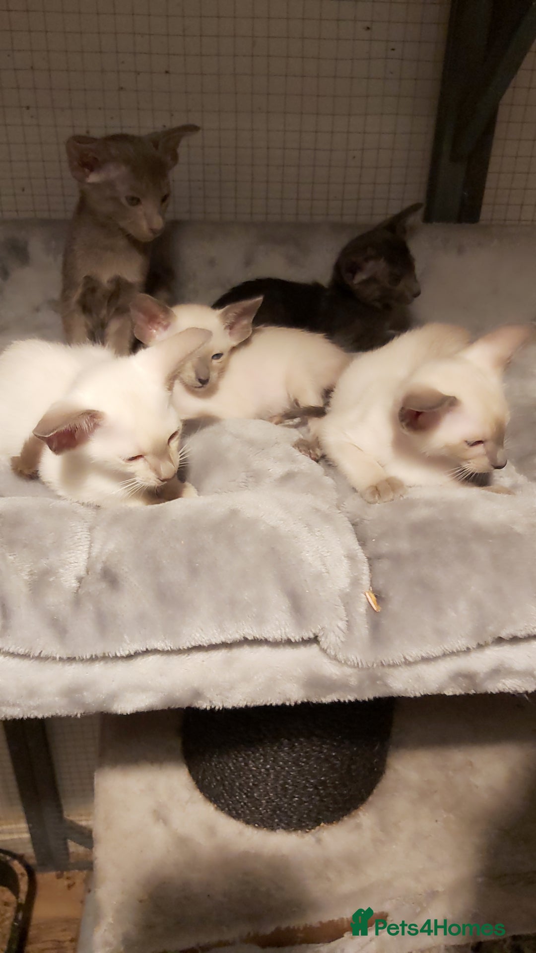 Oriental cats for sale: Full Pedigree Oriental 6 Kittens XL size ears GCCF - Image 2