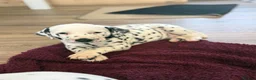 Dalmatian dogs for sale: *1 left please read* Purebred Dalmatian puppies - Advert 6