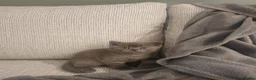 British Shorthair cats for sale: Stunning British Shorthair Kittens  - Advert 2