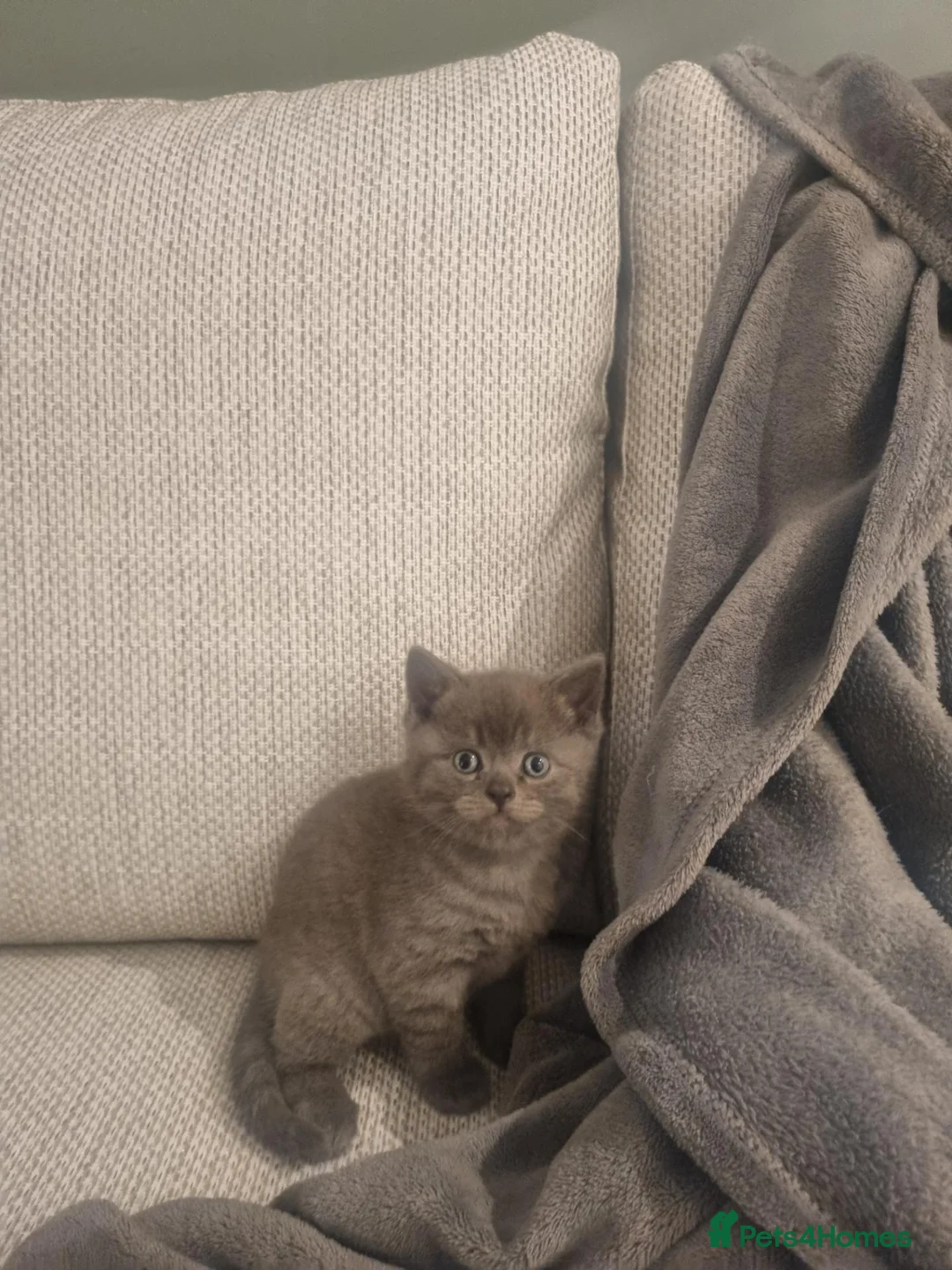 British Shorthair cats for sale: Stunning British Shorthair Kittens  - Advert 2