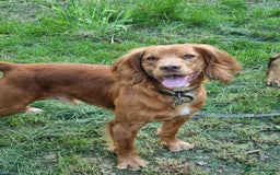 Cocker Spaniel dogs for stud: Fox red working cocker stud in Nottingham - Image 3