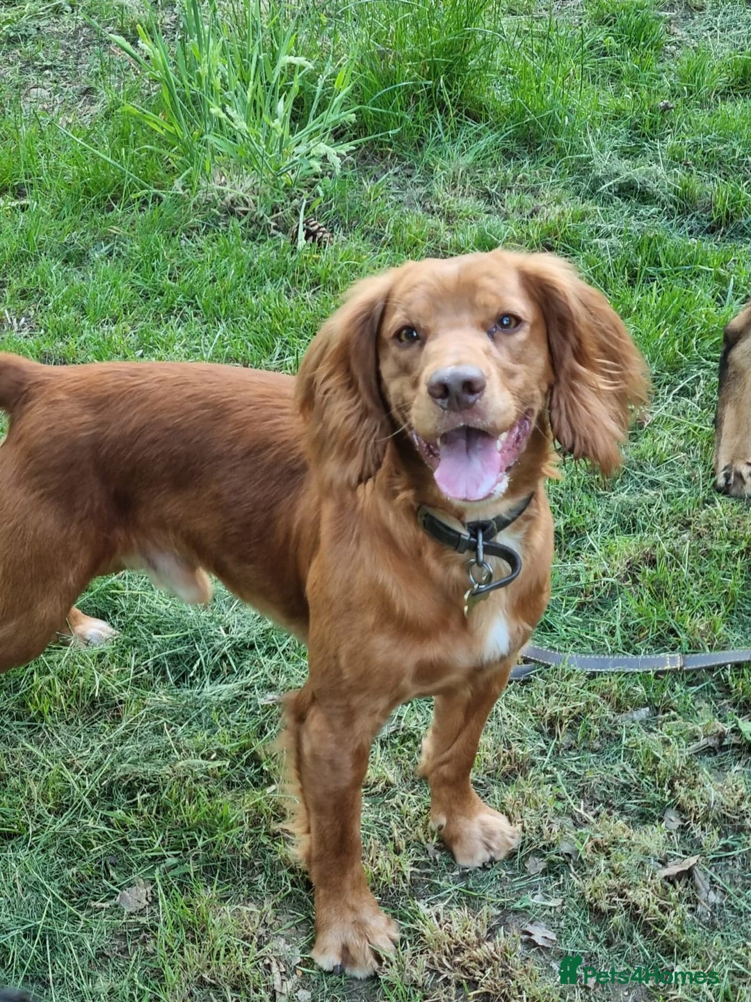 Cocker Spaniel dogs for stud: Fox red working cocker stud in Nottingham - Image 3