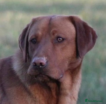 Labrador Retriever dogs Extensively Health Tested Fox Red Labrador Stud in Totnes - Advert 1