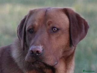 Labrador Retriever dogs Extensively Health Tested Fox Red Labrador Stud in Totnes - Advert 2
