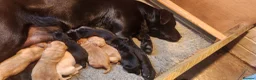 Labrador Retriever dogs for sale: Female labs  - Advert 2