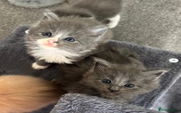 Maine Coon cats for sale: Beautiful RARE coloured Maine Coons - Image 17