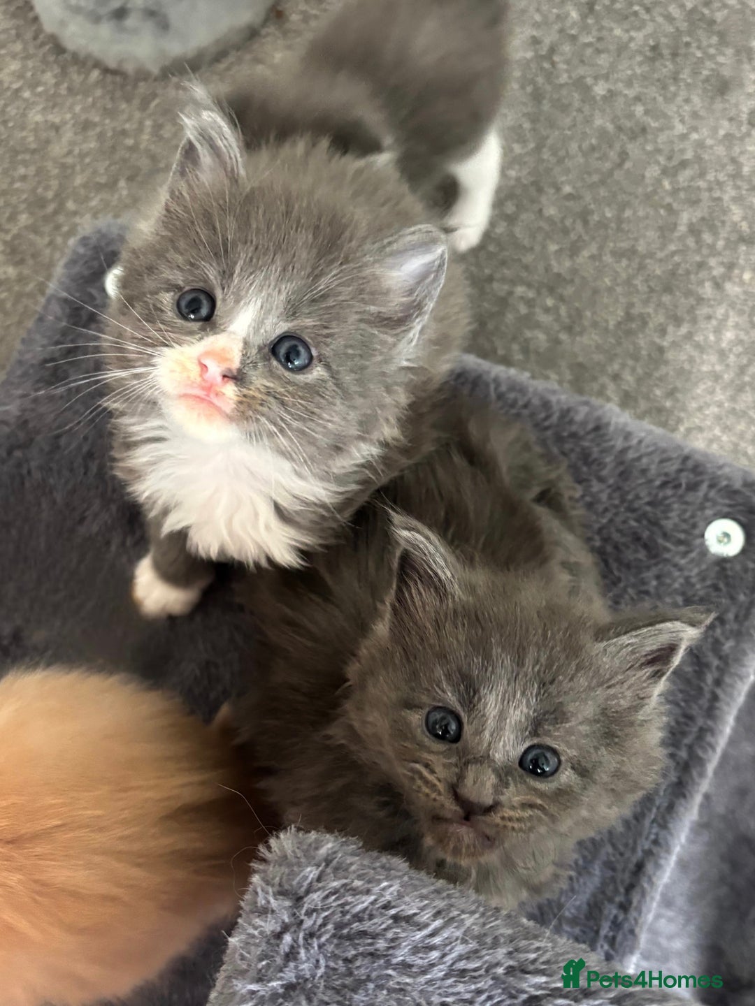 Maine Coon cats for sale: Beautiful RARE coloured Maine Coons - Image 17