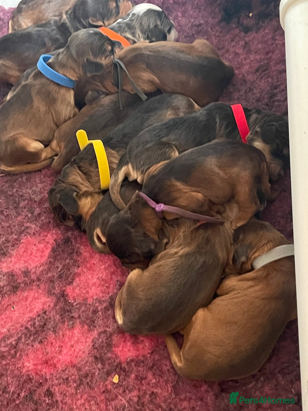 Cockapoo dogs for sale: Melt your heart ❤️ F1 Cockapoos - Image 5