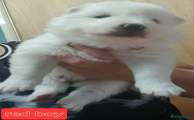 Samoyed dogs - Advert 1