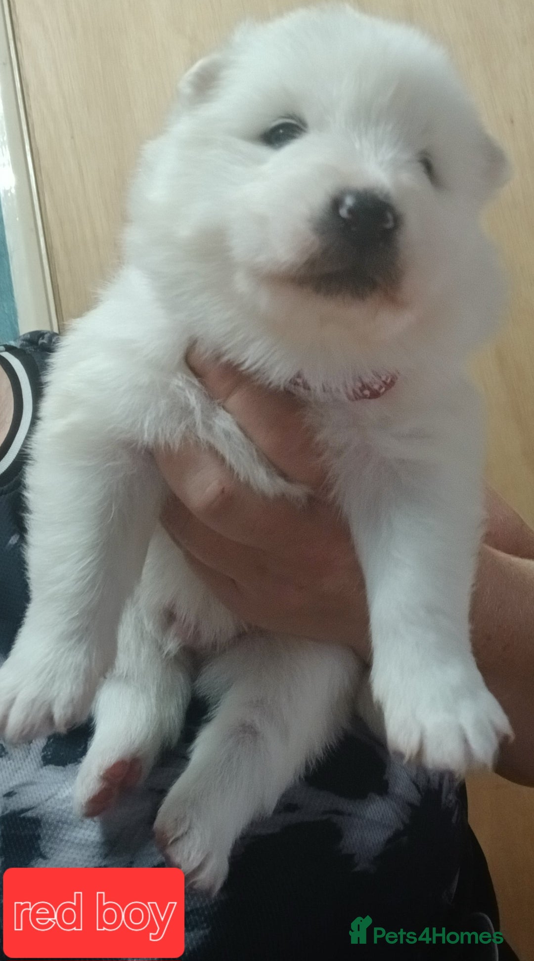 Samoyed dogs for sale: Puppies - Image 1