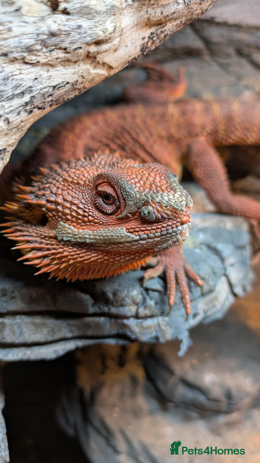 Bearded Dragon reptiles for sale: Red Monster Bearded Dragon  - Advert 2