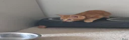 Mixed Breed cats for sale: A mix of beautiful kittens - Advert 15