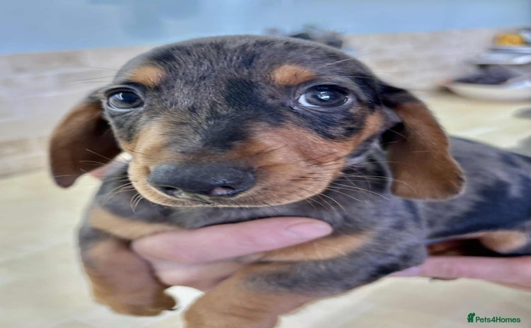 Dachshund dogs - Advert 15