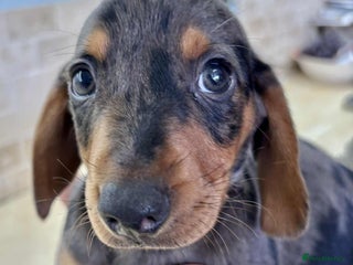 Dachshund dogs - Advert 3