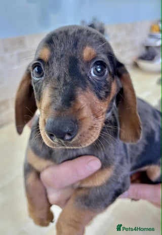 Dachshund dogs - Advert 15