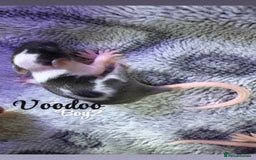 Mouse rodents for sale: Baby mice males and females  in Honiton - Image 3