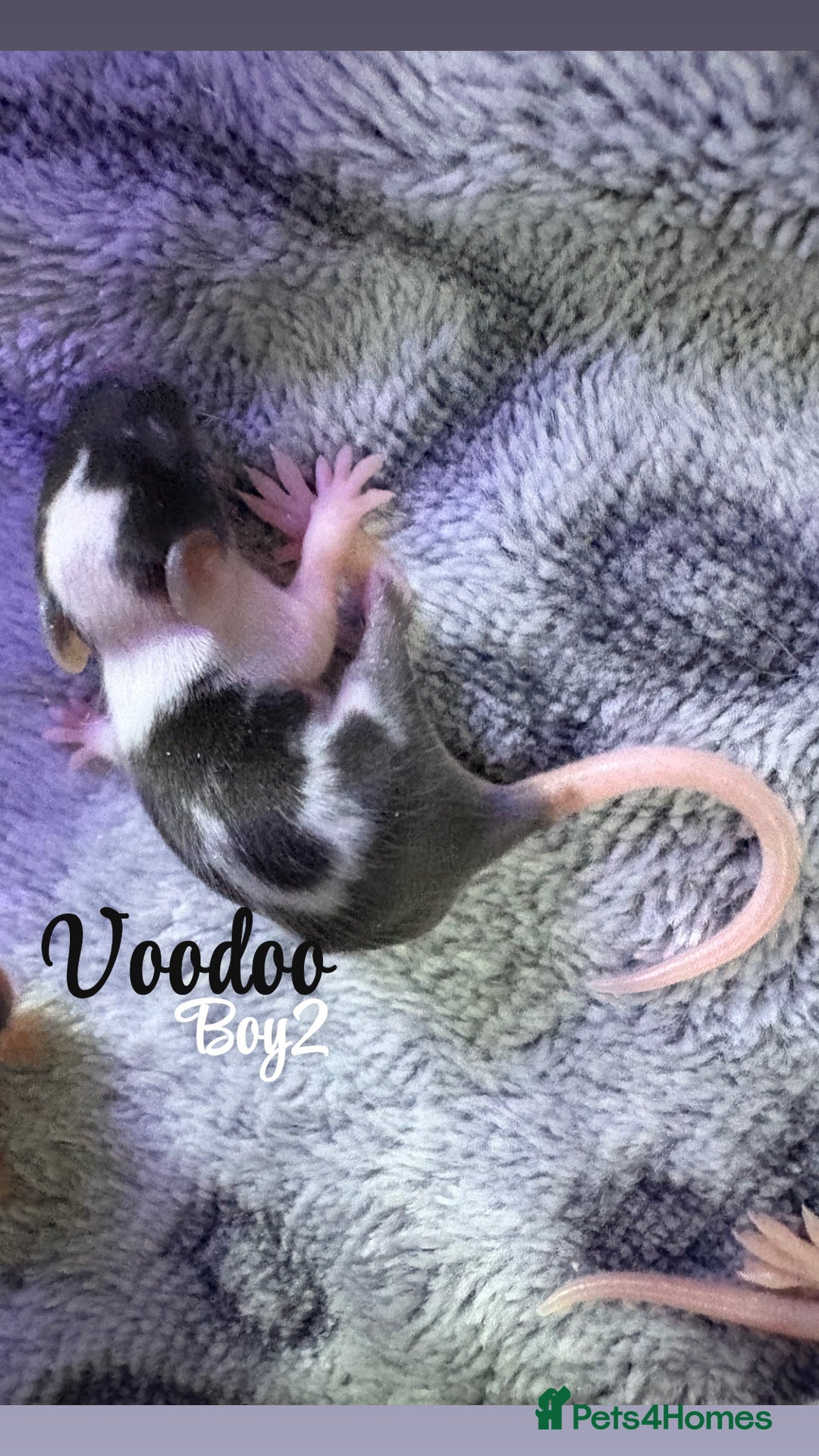 Mouse rodents for sale: Baby mice males and females  in Honiton - Image 3