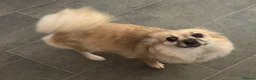 Pomchi dogs for sale: Beautiful pomchi female  - Advert 11