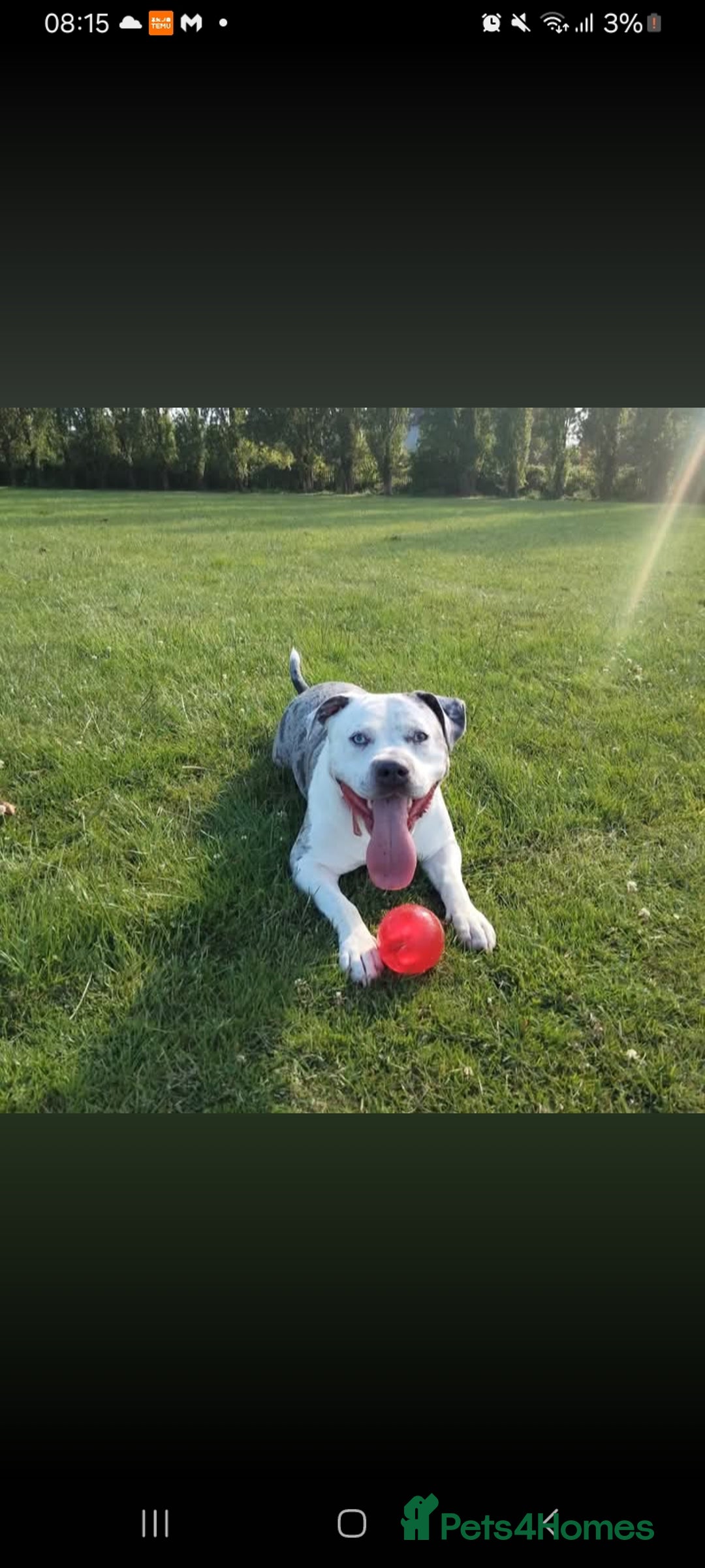American Bulldog dogs for sale: Coco mini American bulldog  - Image 2