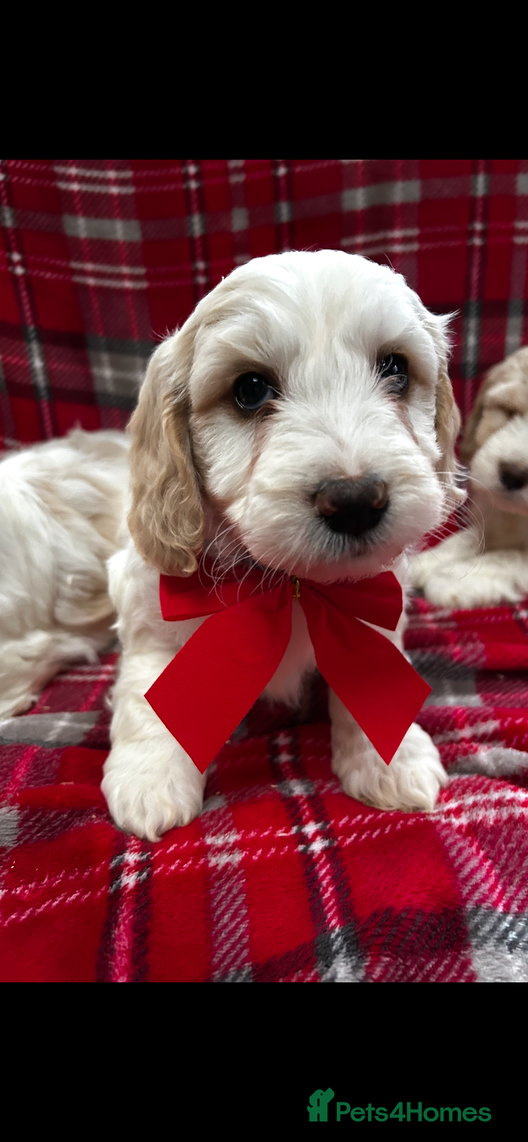 Cockapoo dogs for sale: Beautiful cockapoo puppies  - Advert 3