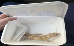 Leopard Gecko reptiles for sale: One leopard gecko for sale with enclosure - Image 4