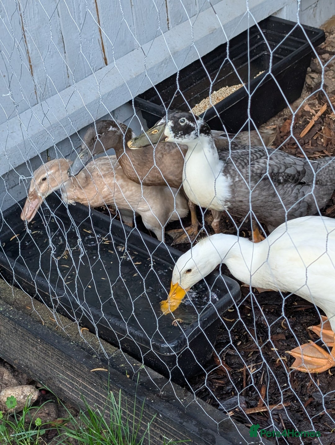 Ducks poultry for sale: Indian runner ducks  - Image 3