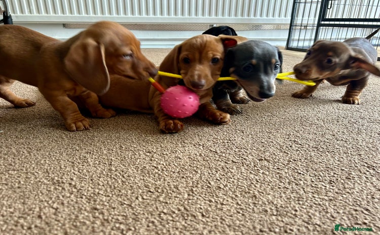 Miniature Dachshund dogs in Banbury - Advert 1