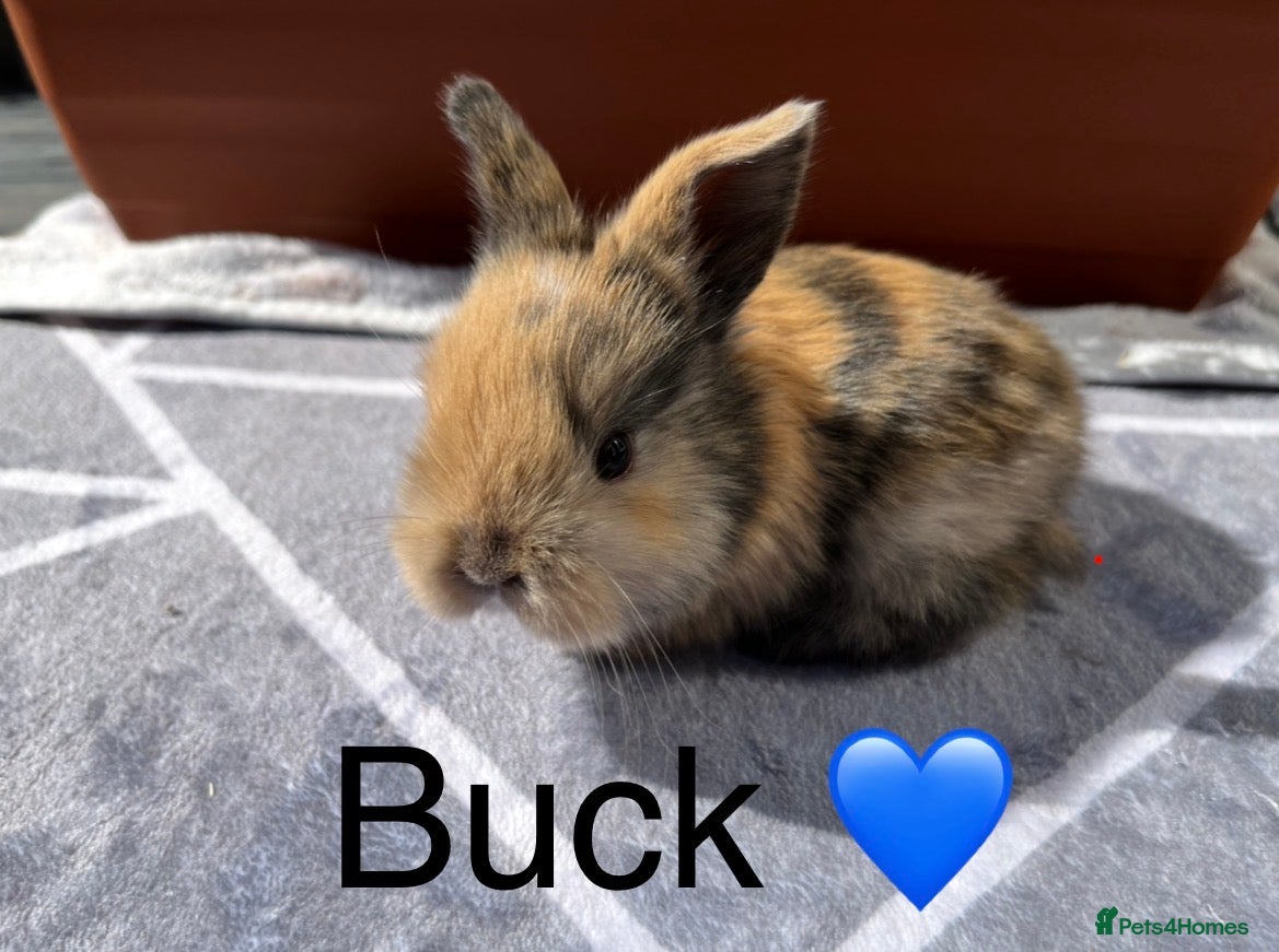 Mini Lop rabbits Pure bred Mini lops - 4 remaining (3 reserved) - Advert 4