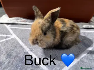 Mini Lop rabbits Pure bred Mini lops - 4 remaining (3 reserved) - Advert 4