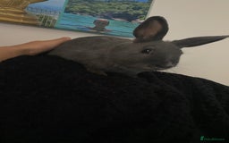 Mixed Breed rabbits for sale: Three beautiful male rabbits - Image 18