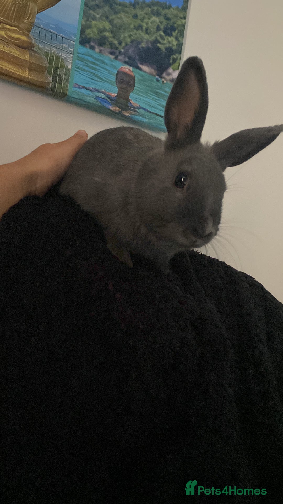 Mixed Breed rabbits for sale: Three beautiful male rabbits - Image 18