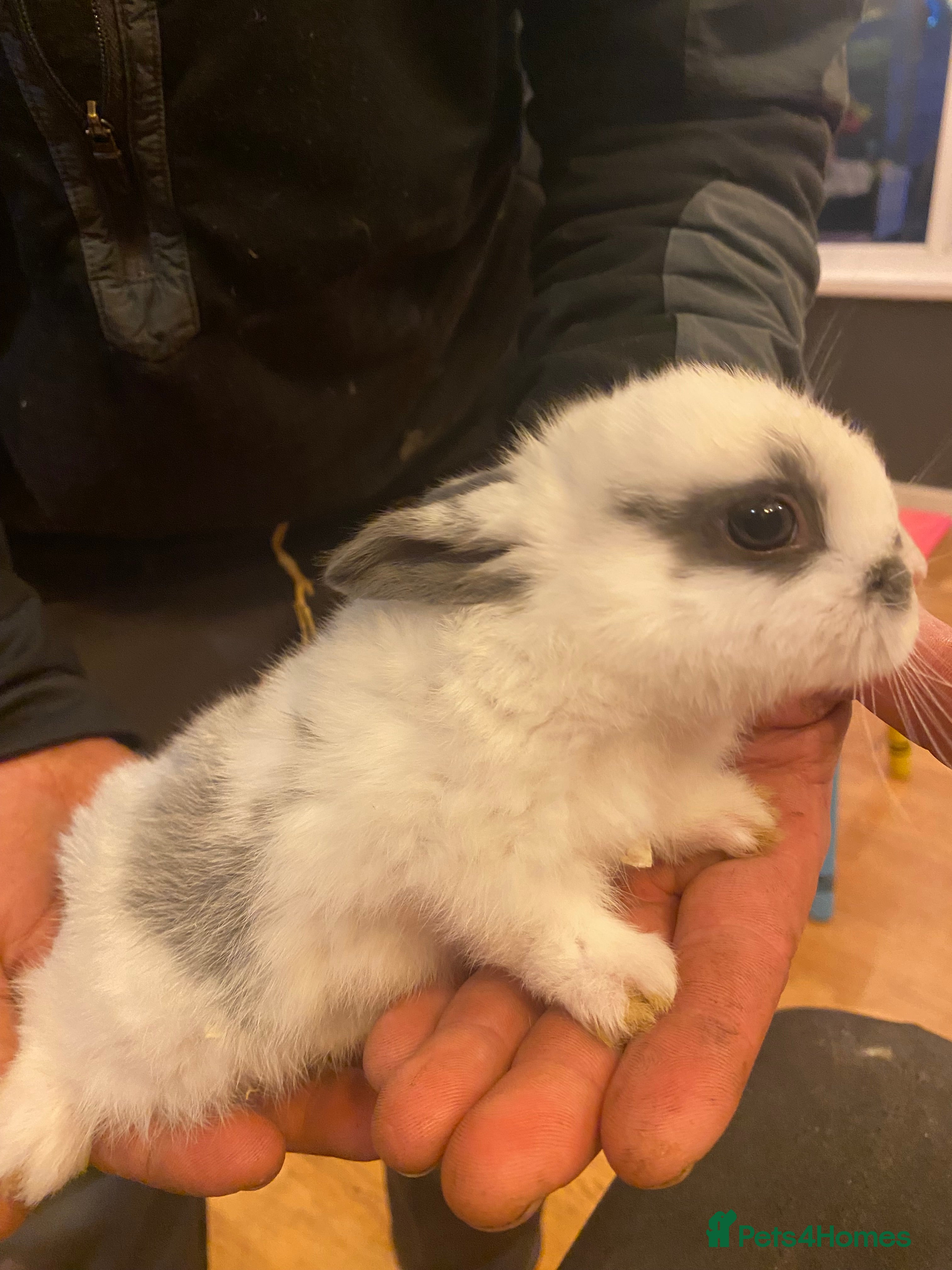 Mixed Breed rabbits Three beautiful male baby rabbits  - Advert 1
