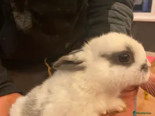 Mixed Breed rabbits Three beautiful male baby rabbits - Advert 1