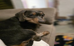 Miniature Dachshund dogs for sale: Minature Daschund - Image 8