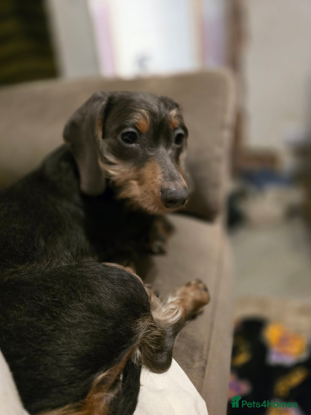 Miniature Dachshund dogs for sale: Minature Daschund - Image 8