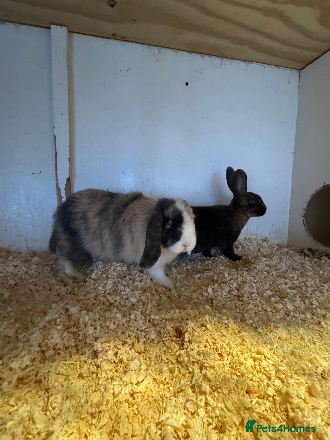 Mixed Breed rabbits for sale: Mixed baby rabbits  - Advert 6