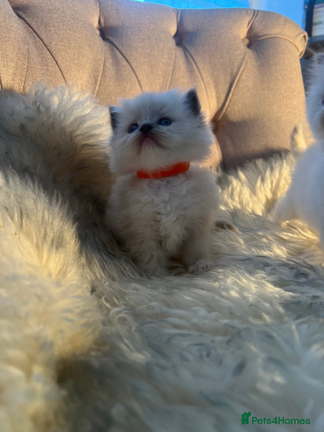 Ragdoll cats for sale: Ragdoll kittens pure breed!!! 😺 - Image 14