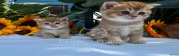British Shorthair cats for sale: ✨ EXCEPTIONAL GOLDEN BRITISH SHORTHAIR BOYS ✨ - Advert 21
