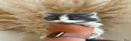 Mixed Breed cats for sale: Adorable chunky fluffy kittens - Advert 4