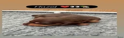 Miniature Dachshund dogs for sale: Stunning Miniature Silky Wire Haired Dachshunds  in Torquay - Advert 3